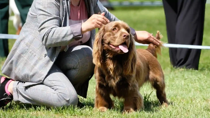 Sussex Spaniel Dog photo