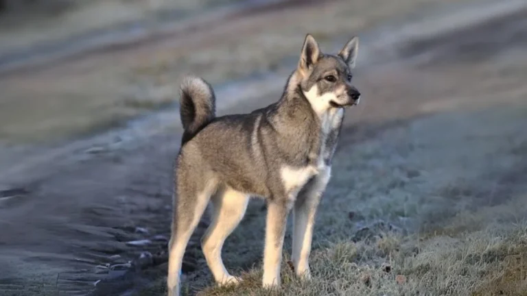 Swedish Elkhound Dog photo