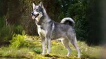 Swedish Elkhound Dog photo