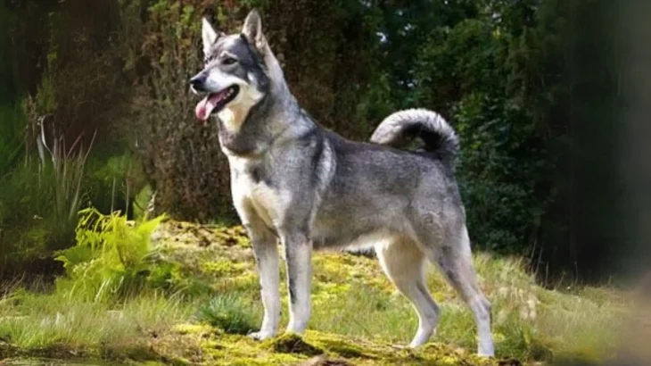 Swedish Elkhound Dog photo