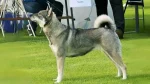 Swedish Elkhound Dog photo