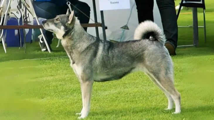 Swedish Elkhound Dog photo