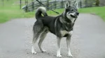Swedish Elkhound Dog photo