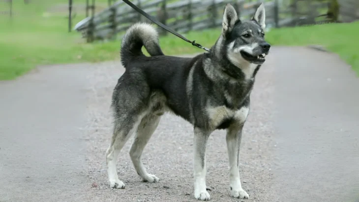 Swedish Elkhound Dog photo
