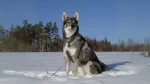 Swedish Elkhound Dog photo