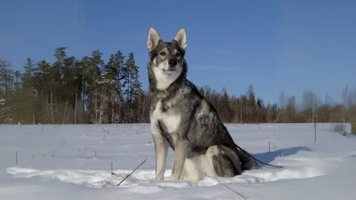 Swedish Elkhound Dog photo