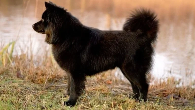 Swedish Lapphund Dog photo