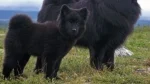 Swedish Lapphund Dog photo