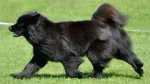Swedish Lapphund Dog photo
