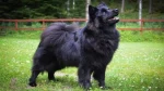 Swedish Lapphund Dog photo