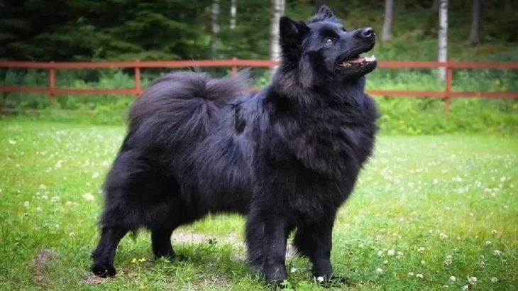 Swedish Lapphund Dog photo