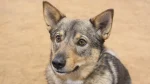 Swedish Vallhund Dog photo