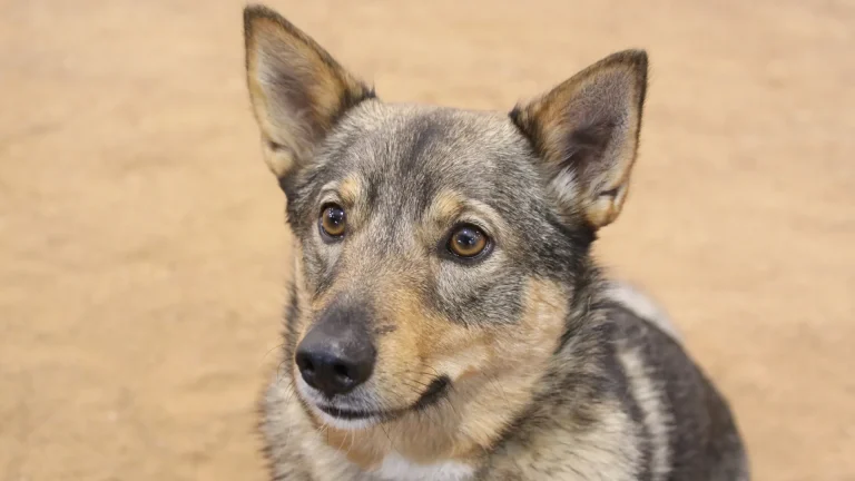 Swedish Vallhund Dog photo
