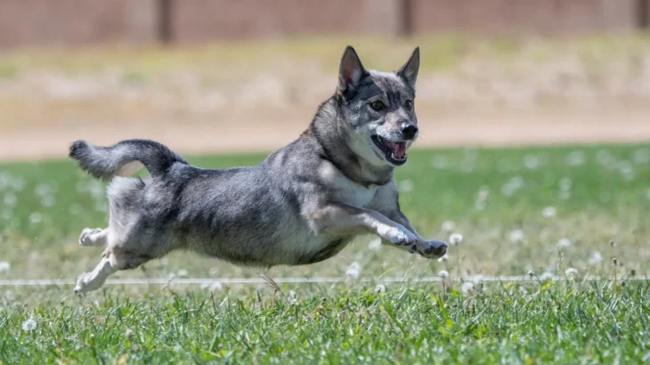 Swedish Vallhund Dog photo