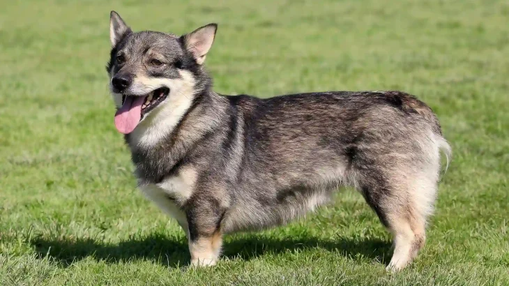Swedish Vallhund Dog photo