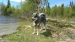 Swedish Vallhund Dog photo