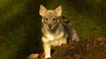 Swedish Vallhund Dog photo