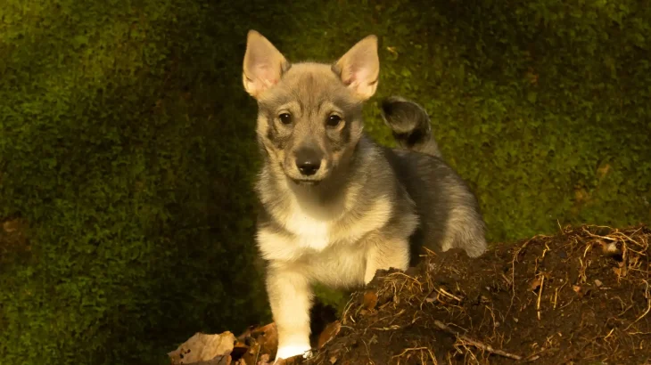 Swedish Vallhund Dog photo