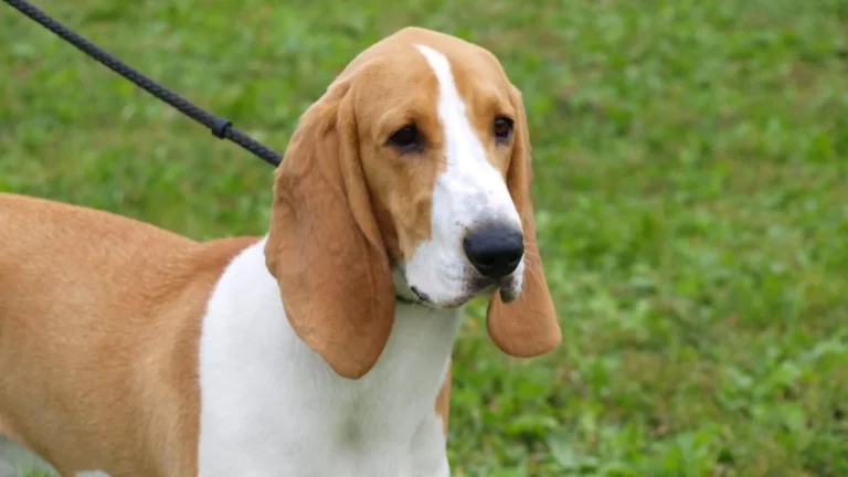 Swiss Hound Dog photo
