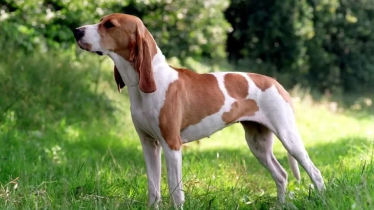 Swiss Hound Dog photo