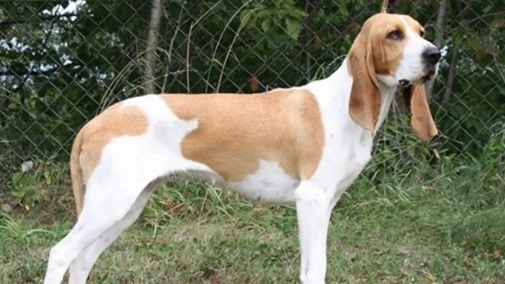 Swiss Hound Dog photo