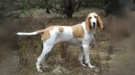 Swiss Hound Dog photo