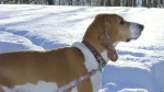 Swiss Hound Dog photo