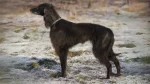 Taïgan Dog photo