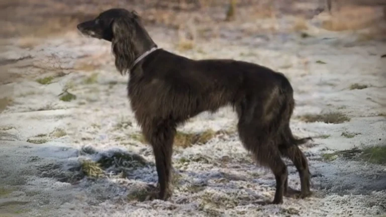 Taïgan Dog photo