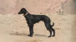 Taïgan Dog photo