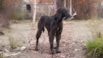 Taïgan Dog photo