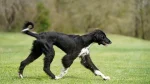 Taïgan Dog photo
