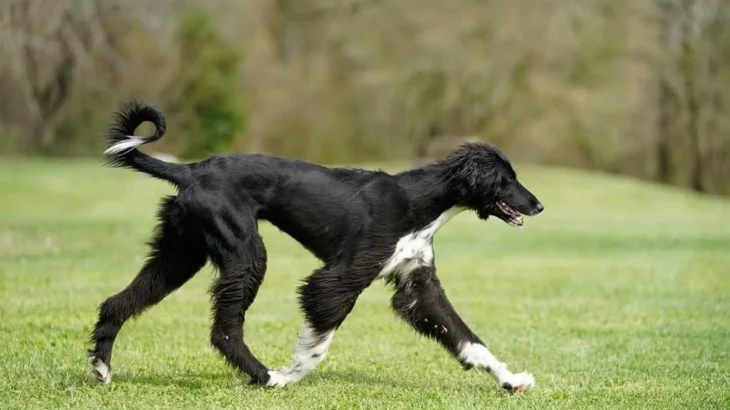Taïgan Dog photo