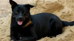 Taiwan Dog Dog photo