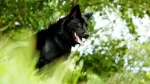 Taiwan Dog Dog photo