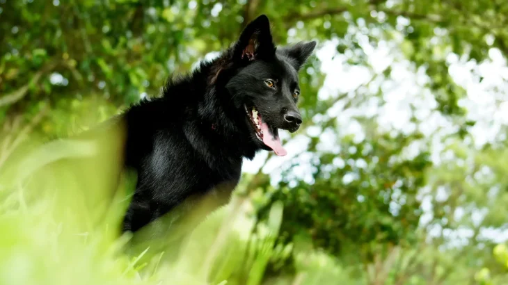 Taiwan Dog Dog photo