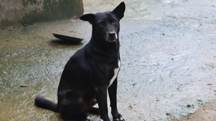Taiwan Dog Dog photo