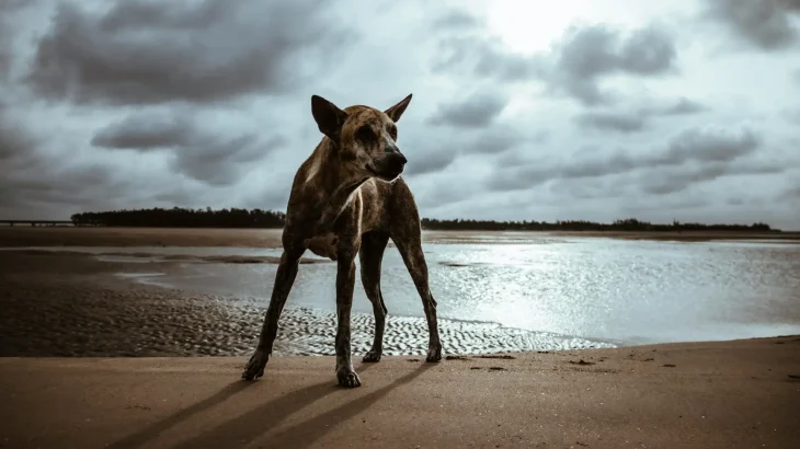 Taiwan Dog Dog photo