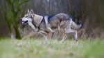 Tamaskan Dog Dog photo