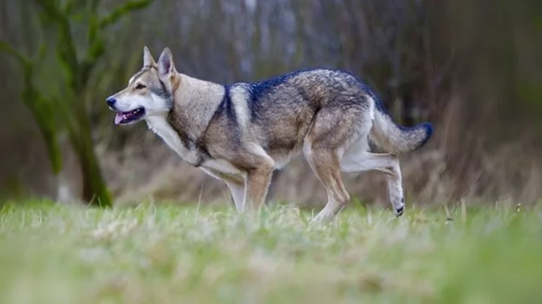 Tamaskan Dog Dog photo