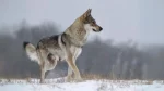 Tamaskan Dog Dog photo