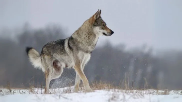 Tamaskan Dog Dog photo