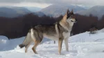Tamaskan Dog Dog photo