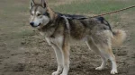 Tamaskan Dog Dog photo