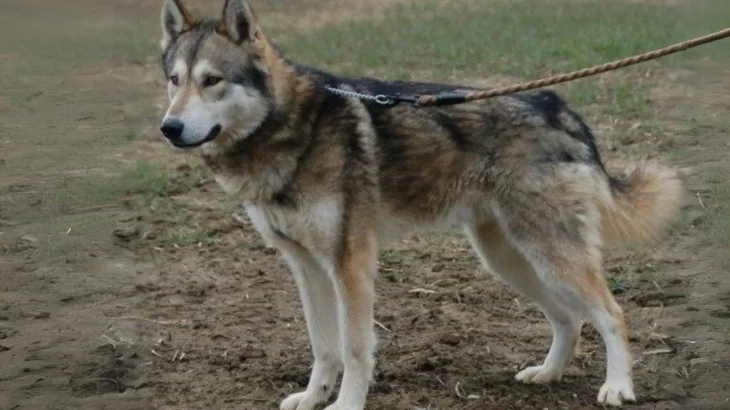 Tamaskan Dog Dog photo