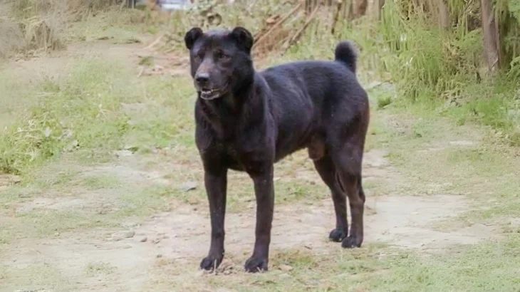 Tangkhul Hui Dog photo