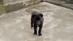 Tangkhul Hui Dog photo