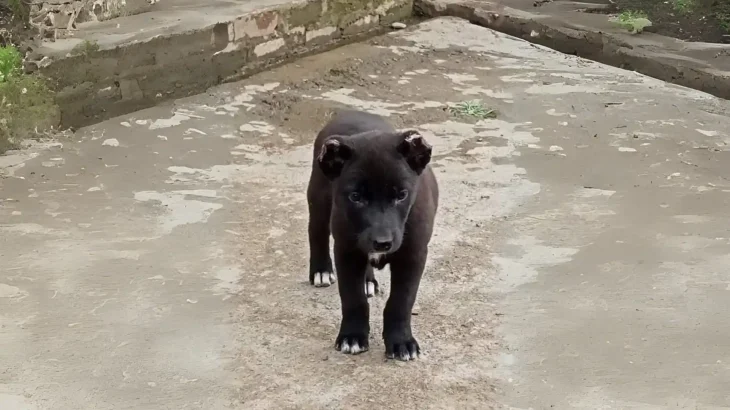 Tangkhul Hui Dog photo