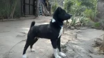 Tangkhul Hui Dog photo