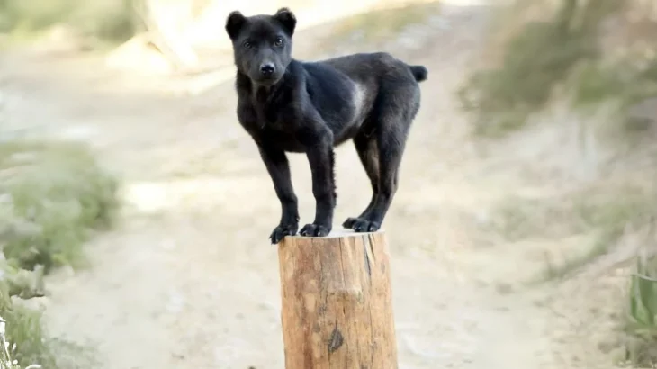 Tangkhul Hui Dog photo